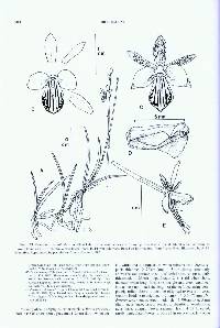 Tetramicra canaliculata image