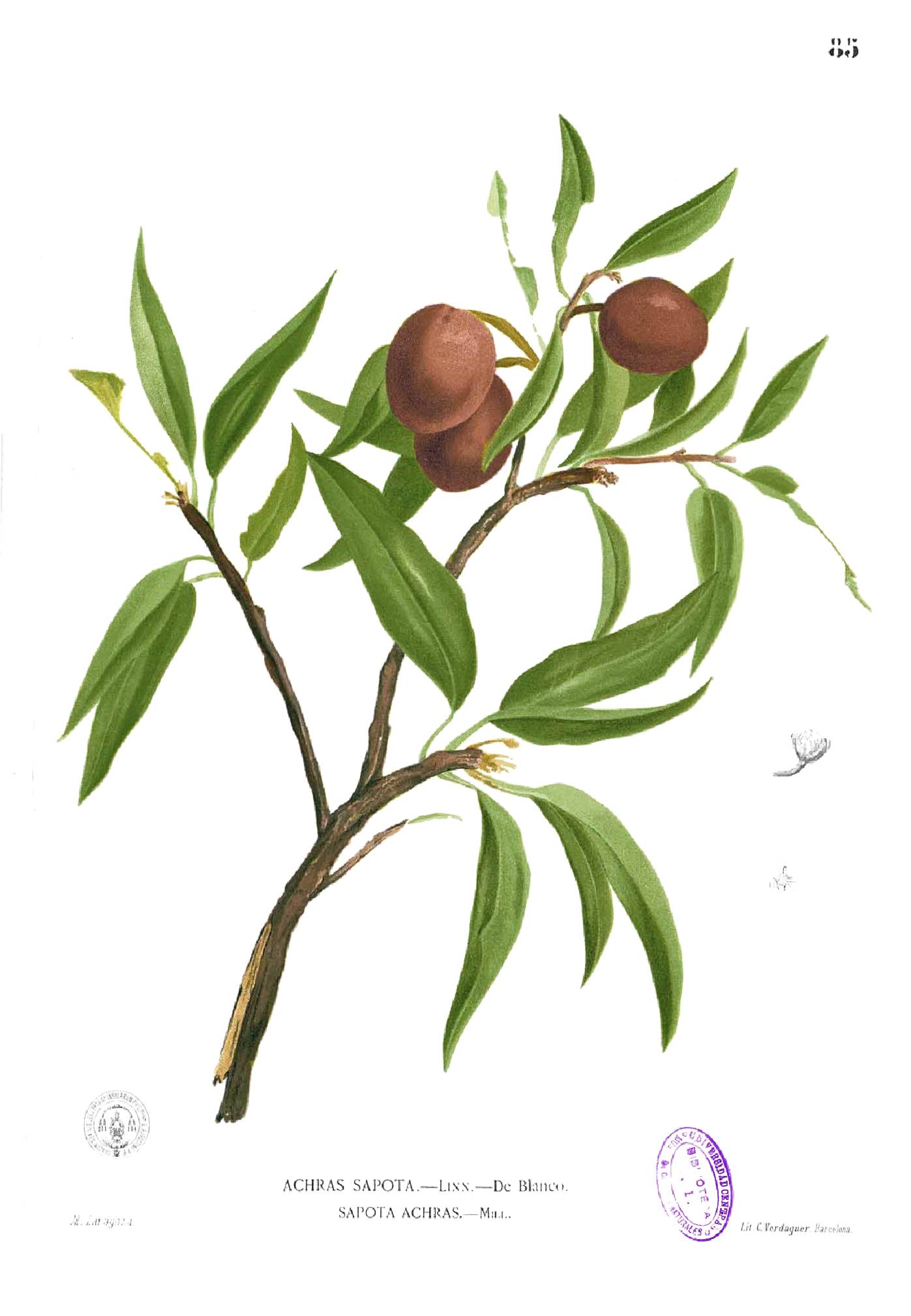 Sapotaceae image