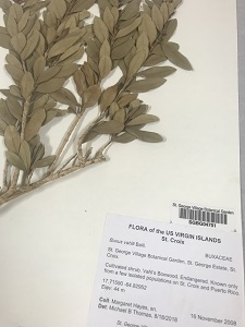 herbarium